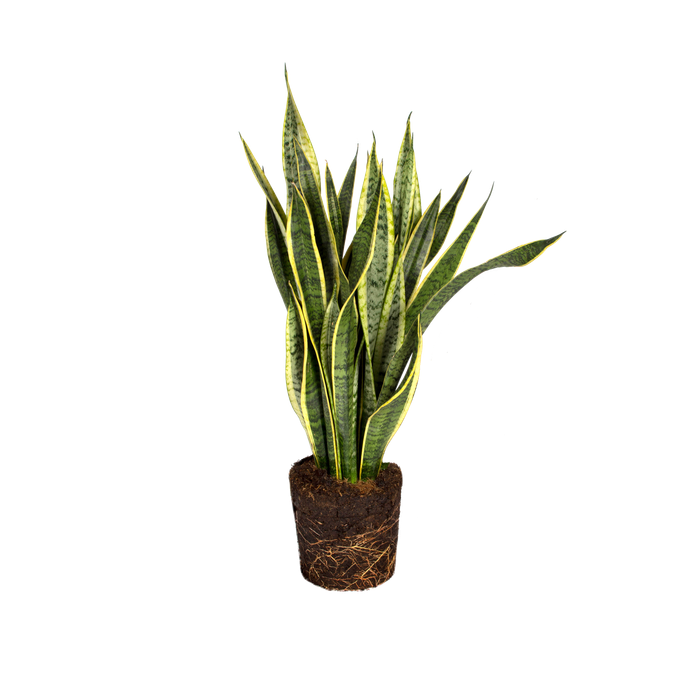 Sansevieria trifasciata